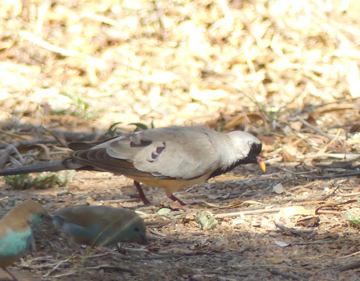 Namaqua Dove - ML623955287