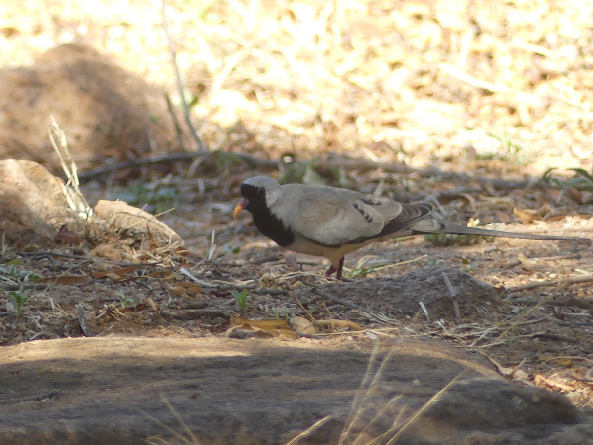 Namaqua Dove - ML623955288