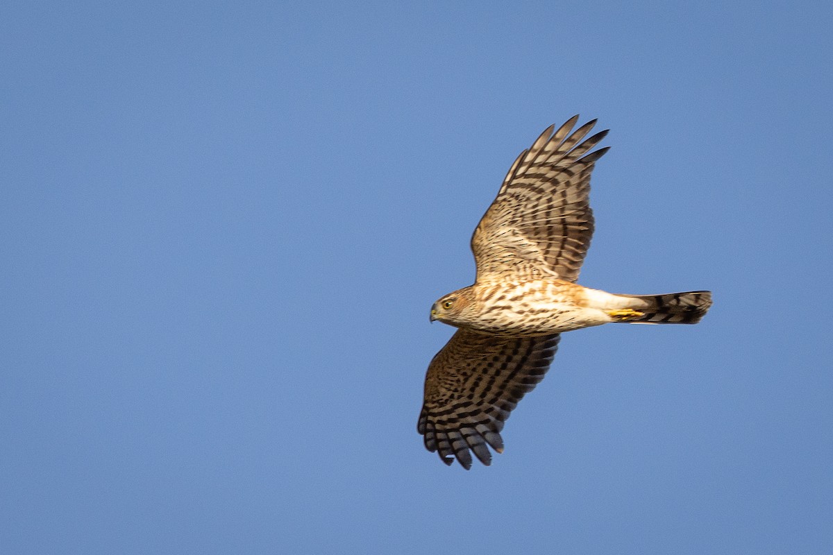 Cooper's Hawk - ML623955289