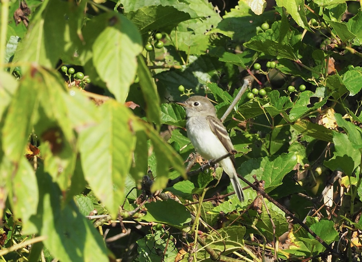 Least Flycatcher - ML623955290