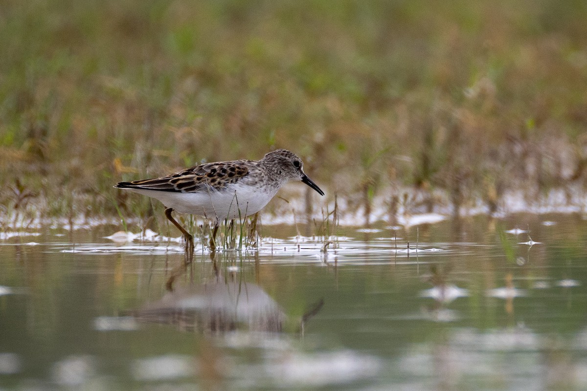 Spotted Sandpiper - Manuel Garbalena