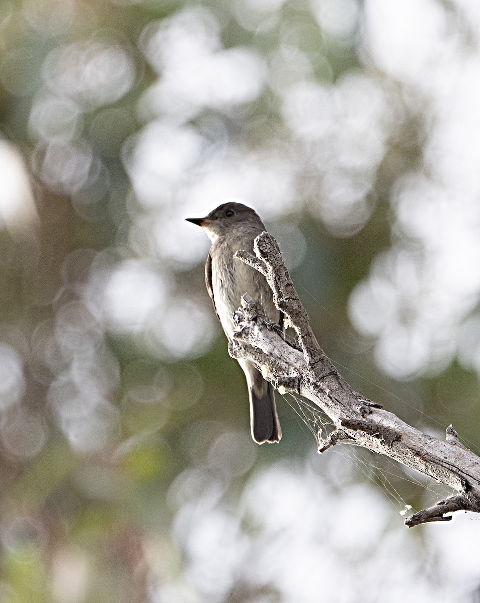 Western Wood-Pewee - ML623955299