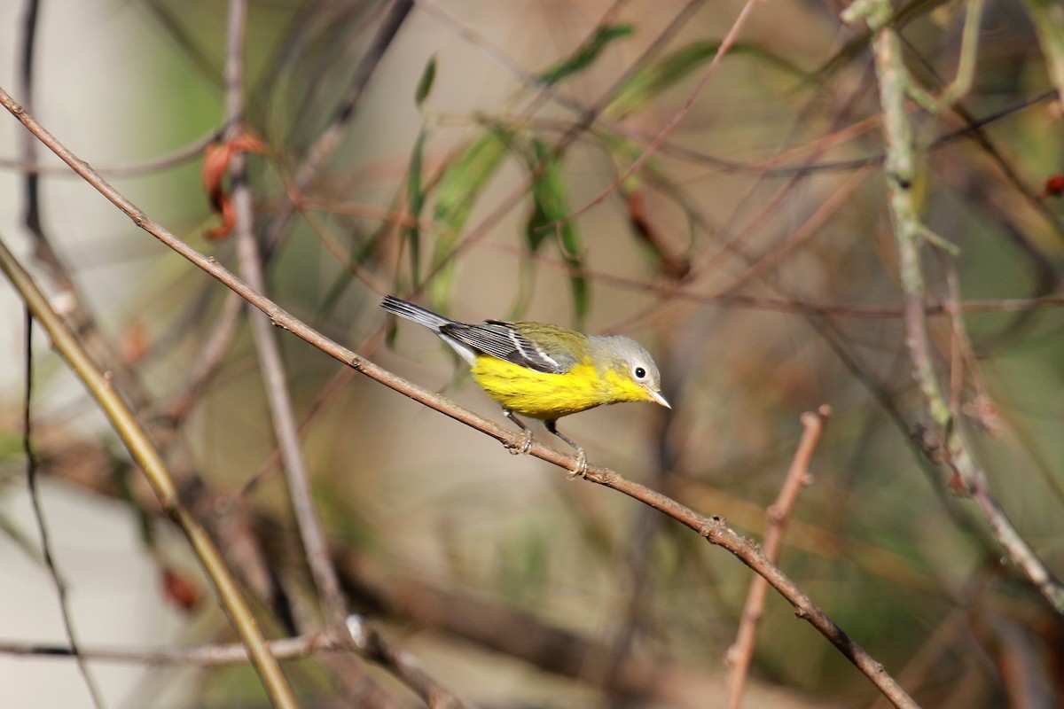 Magnolia Warbler - ML623955301