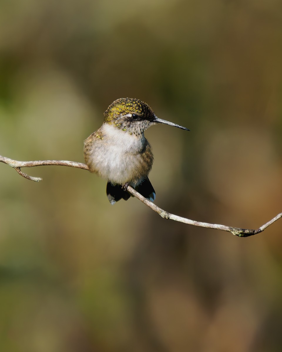 Ruby-throated Hummingbird - ML623955306