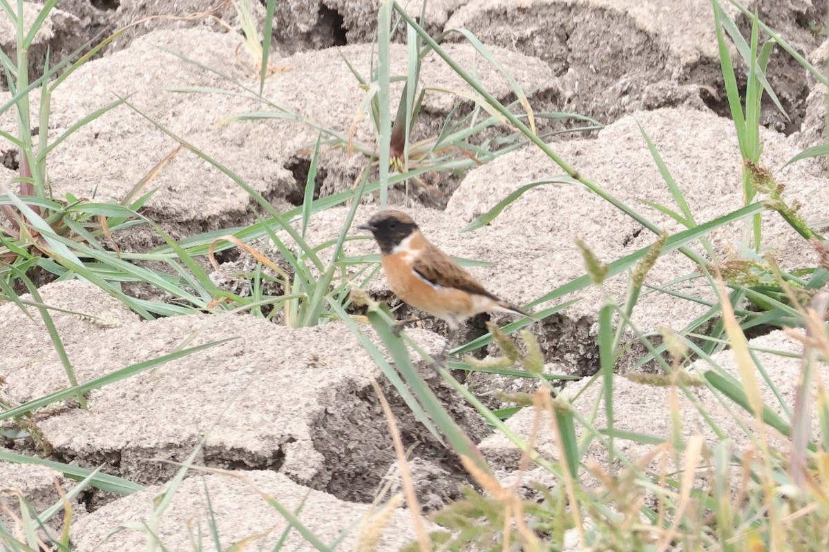 Siberian Stonechat - ML623955311