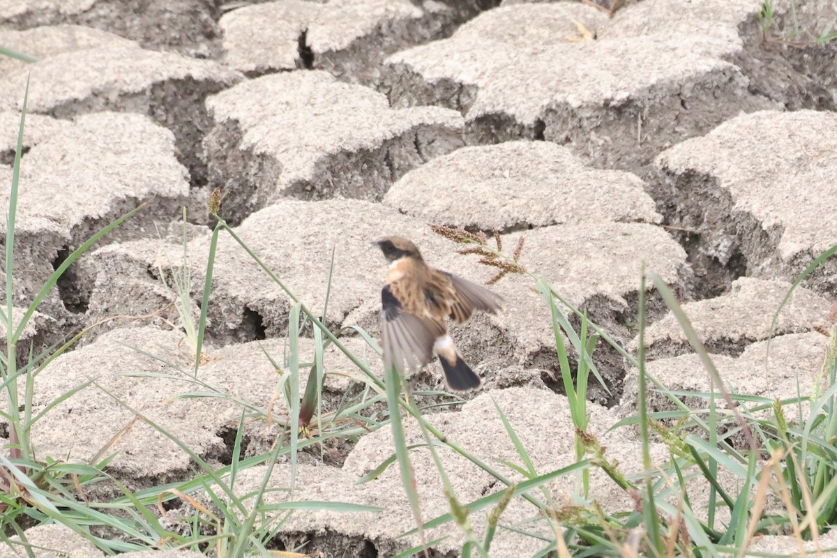 Siberian Stonechat - ML623955312