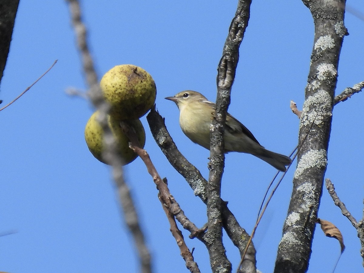 Pine Warbler - ML623955313