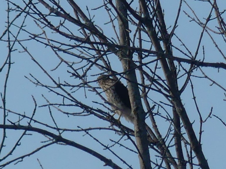 Cooper's Hawk - ML623955316