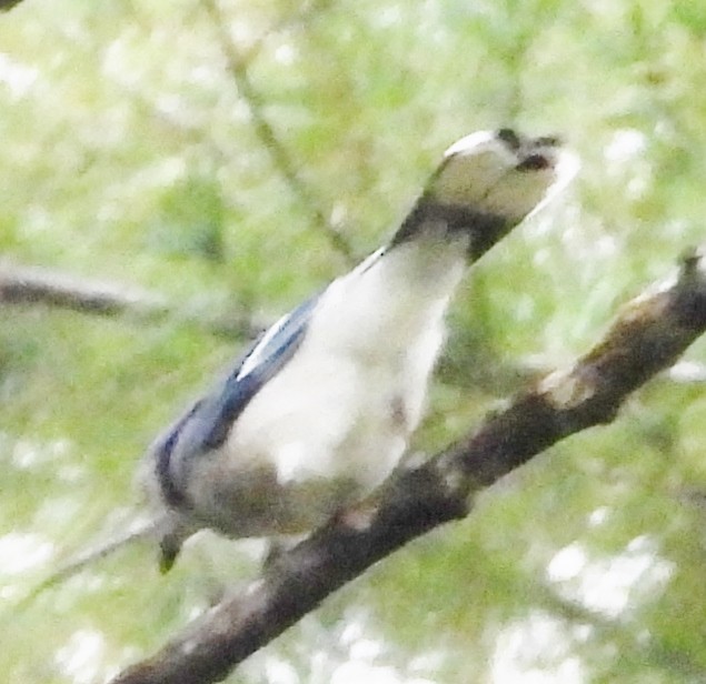 Blue Jay - ML623955356