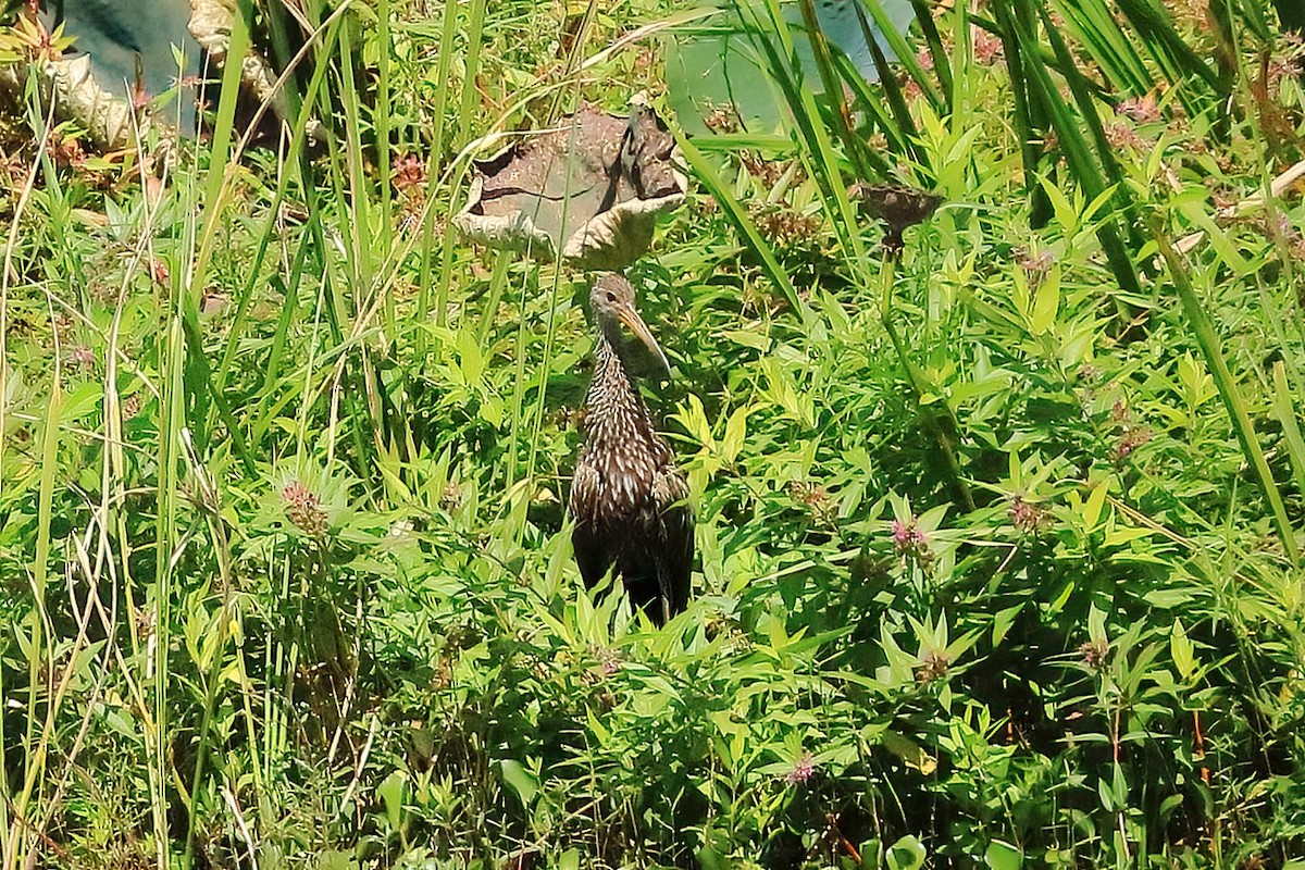 Limpkin - ML623955365