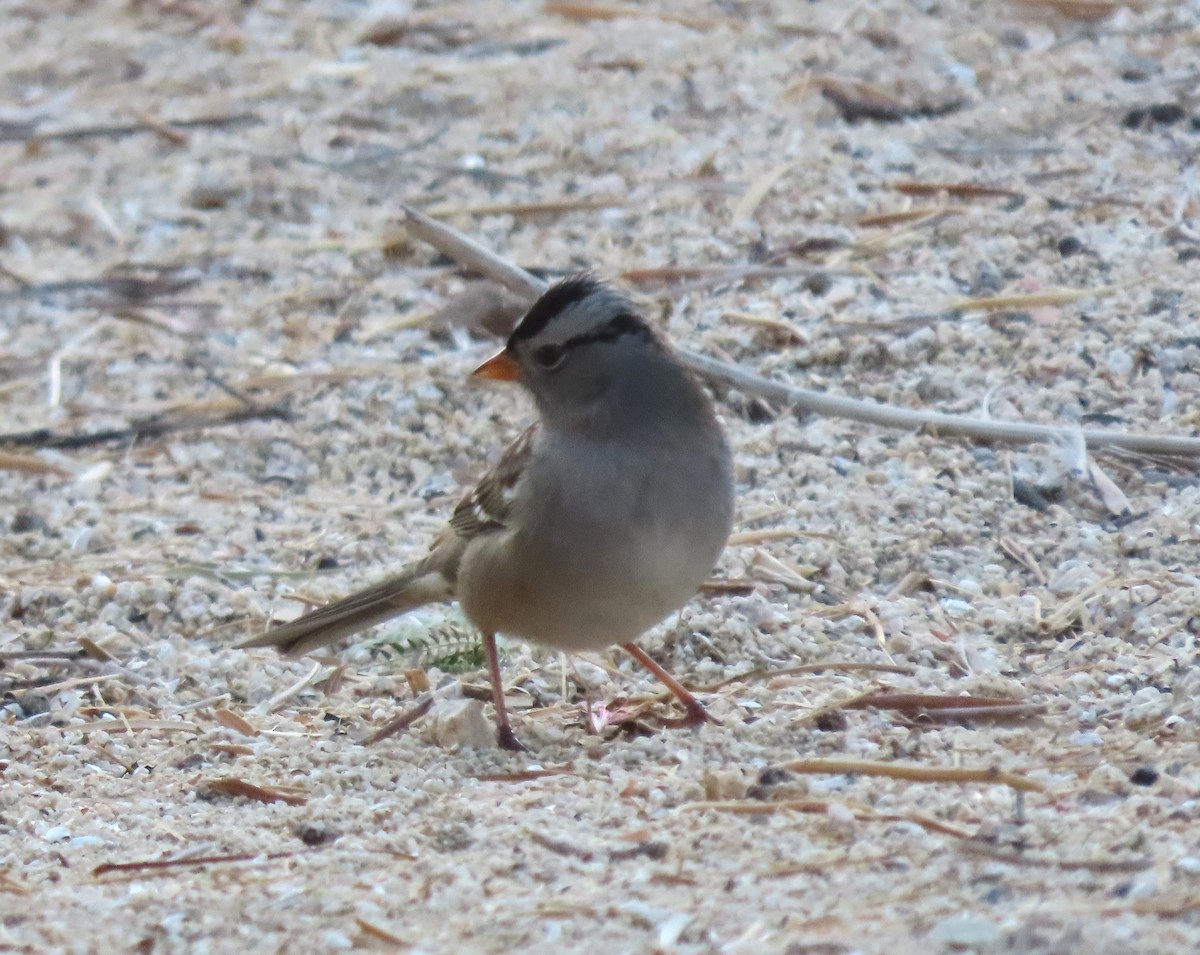 White-crowned Sparrow - ML623955367