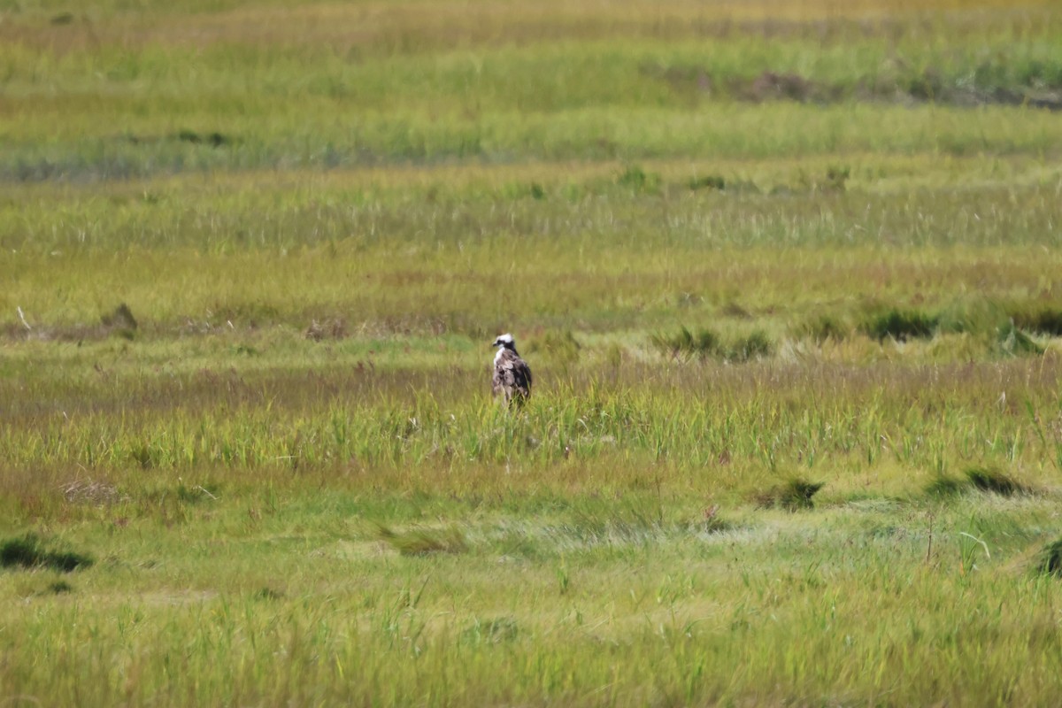 Osprey (carolinensis) - ML623955368