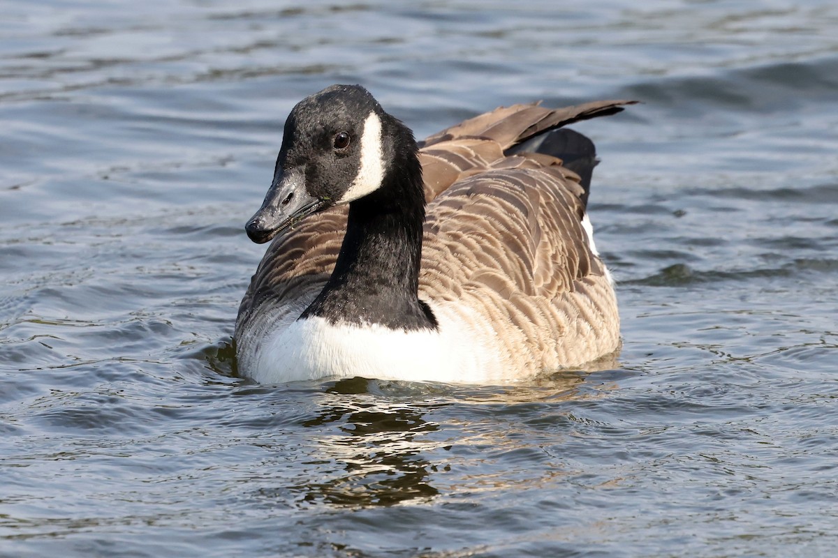 Canada Goose - David Marquard