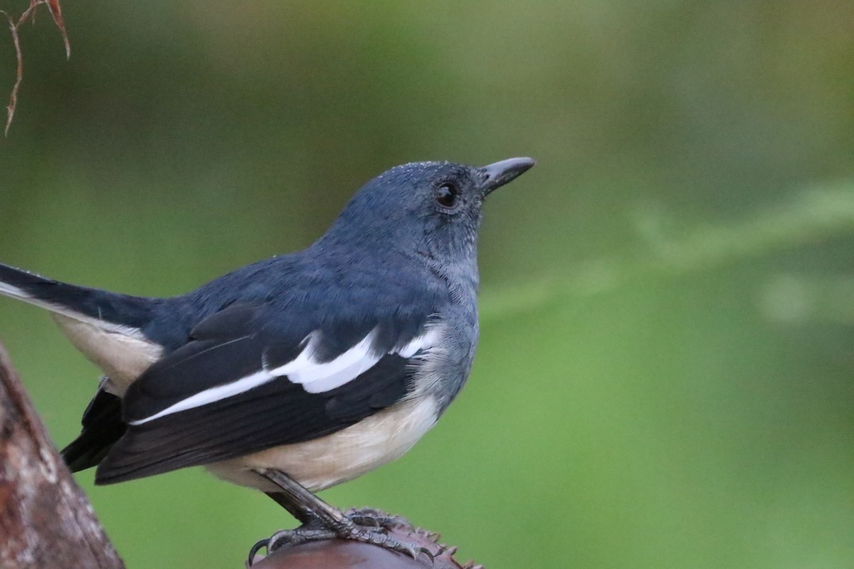 Oriental Magpie-Robin - ML623955381