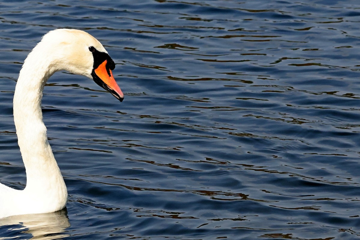 Mute Swan - ML623955385