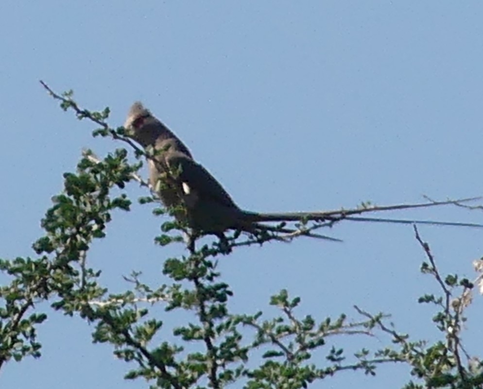 Red-faced Mousebird - ML623955386