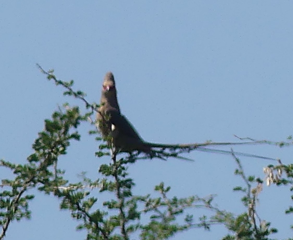 Red-faced Mousebird - ML623955387