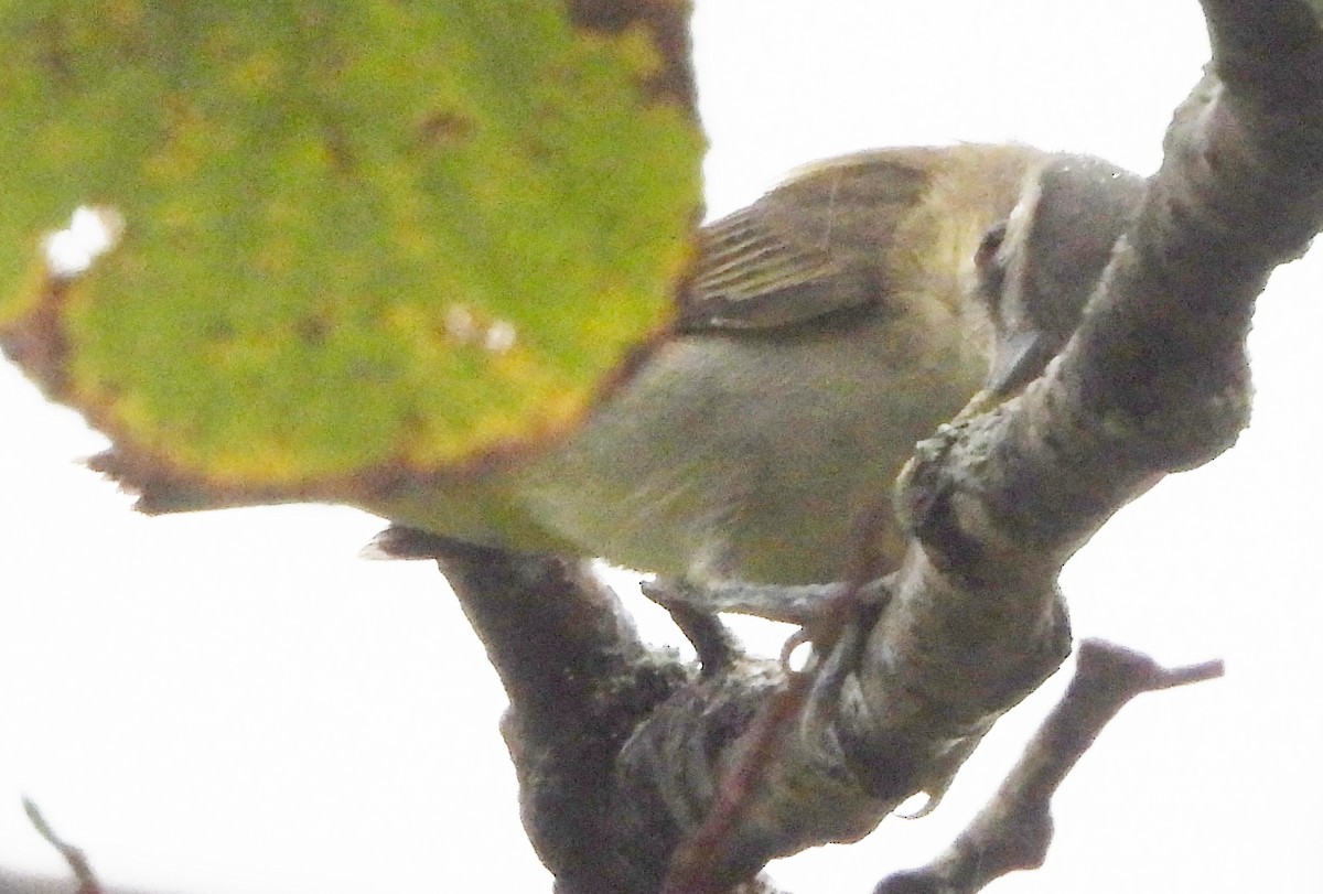 Red-eyed Vireo - ML623955389