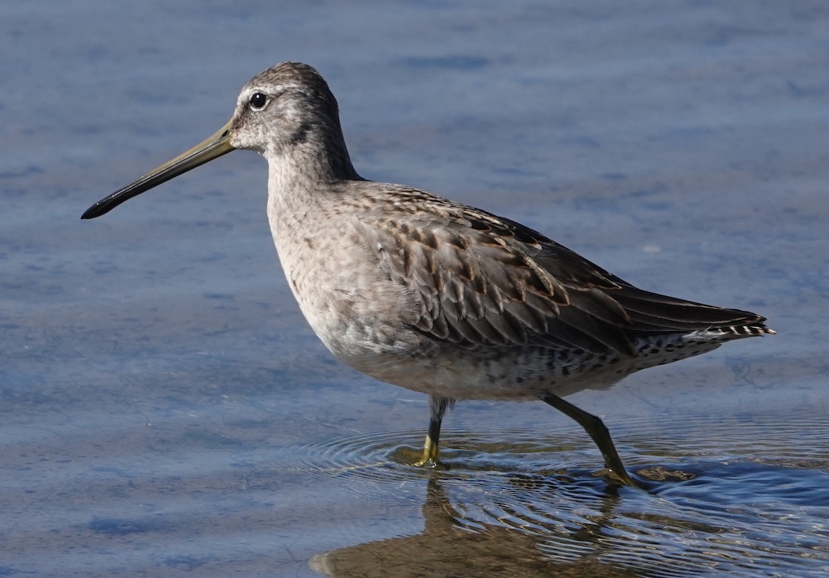 Long-billed Dowitcher - ML623955390