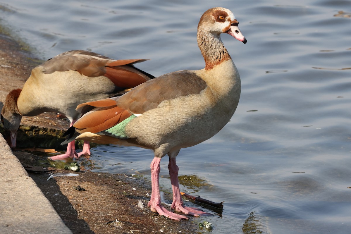 Egyptian Goose - ML623955392