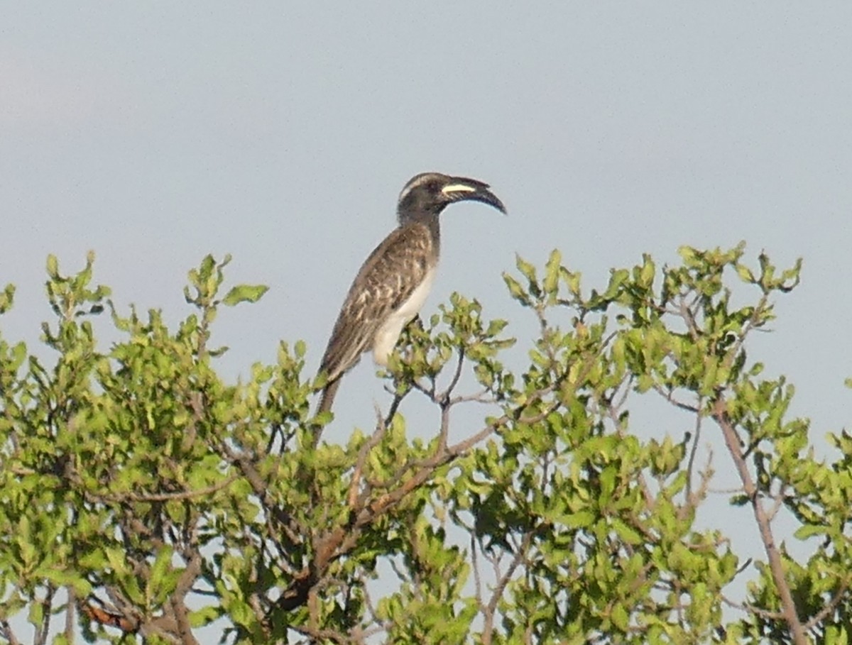 African Gray Hornbill - ML623955393