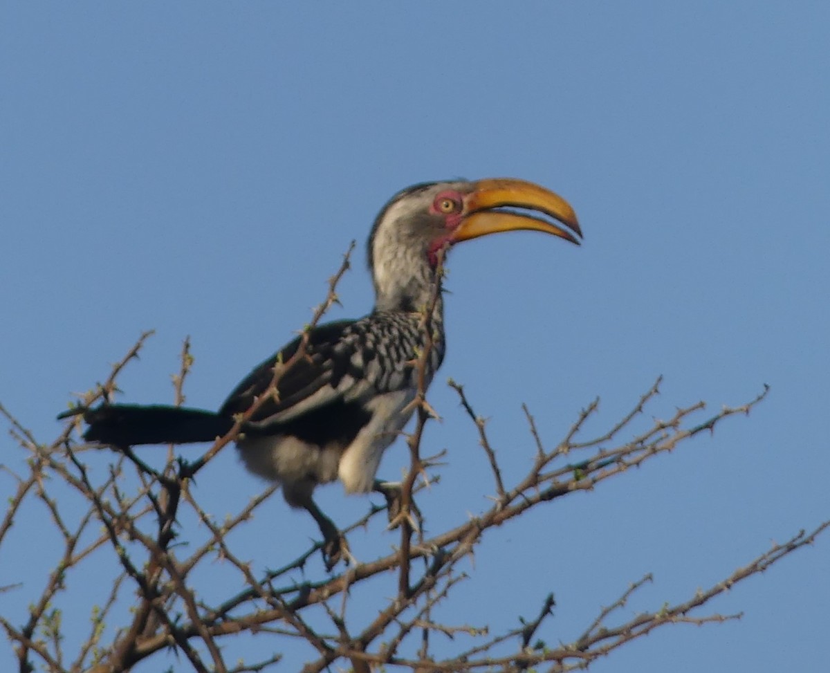 Southern Yellow-billed Hornbill - ML623955394