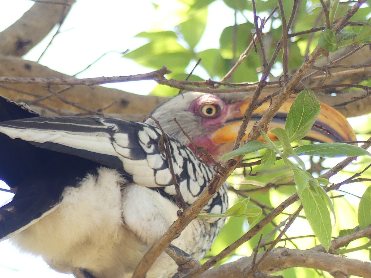 Southern Yellow-billed Hornbill - ML623955395