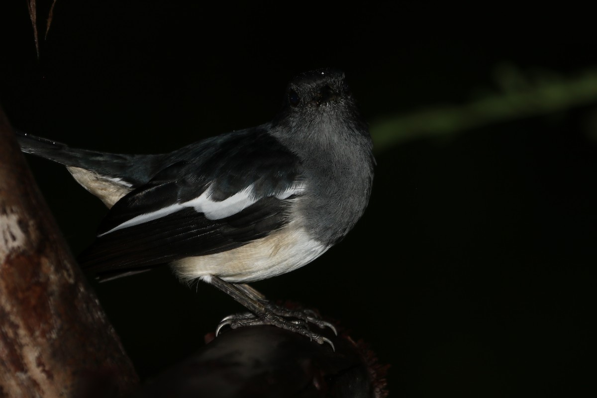 Oriental Magpie-Robin - ML623955397