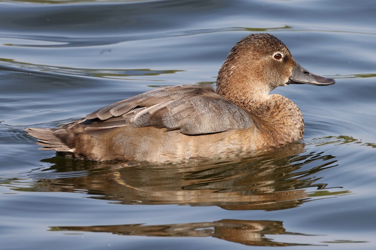 Common Pochard - ML623955398