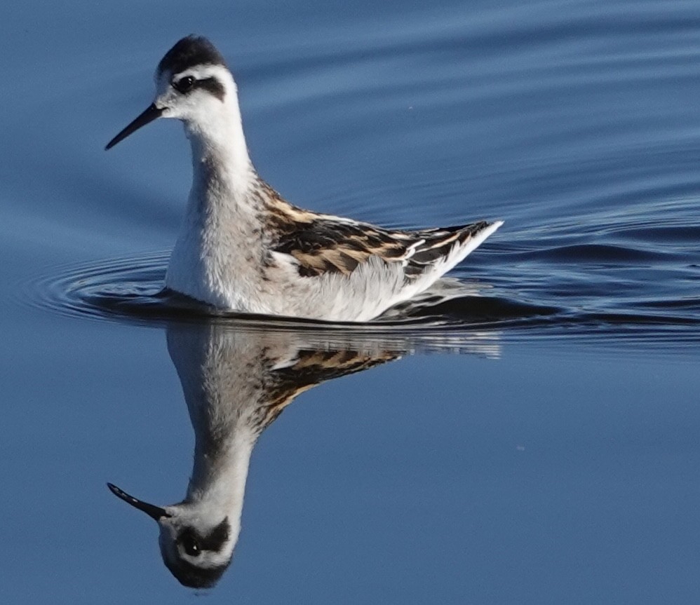 Phalarope à bec étroit - ML623955399