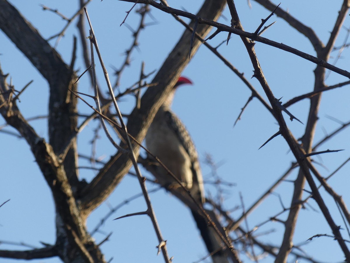 Southern Red-billed Hornbill - ML623955404