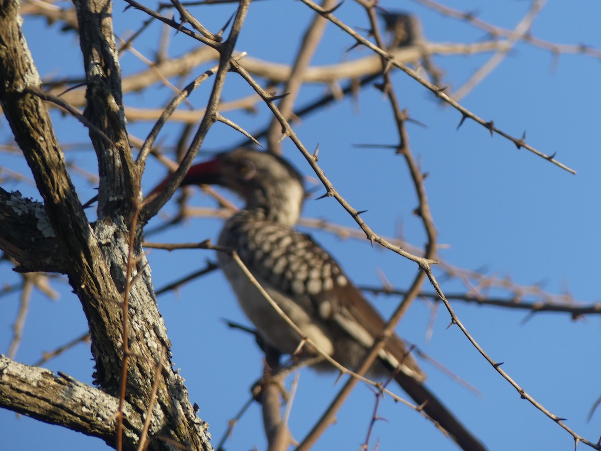 Southern Red-billed Hornbill - ML623955405