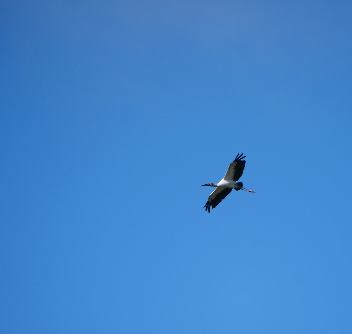 Wood Stork - ML623955407