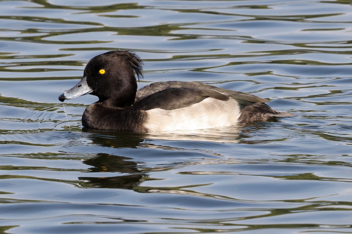 Tufted Duck - ML623955408