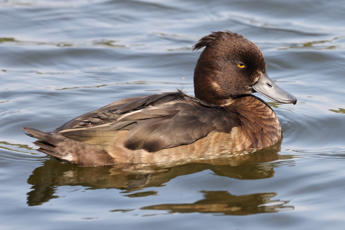 Tufted Duck - ML623955409