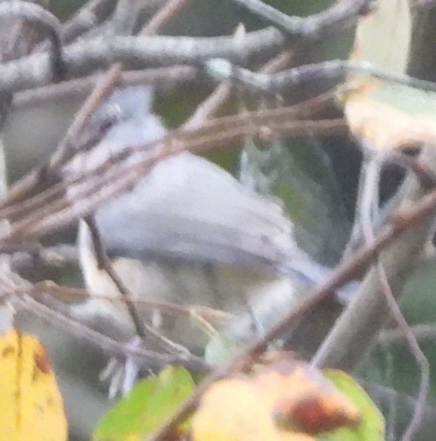 Tufted Titmouse - ML623955410