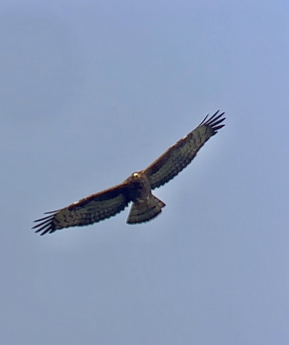 European Honey-buzzard - Detlef Buettner