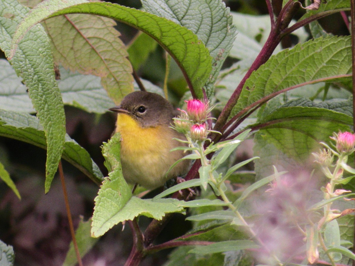 Common Yellowthroat - justin  burke