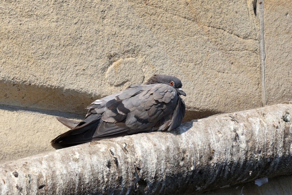 Rock Pigeon - David Marquard