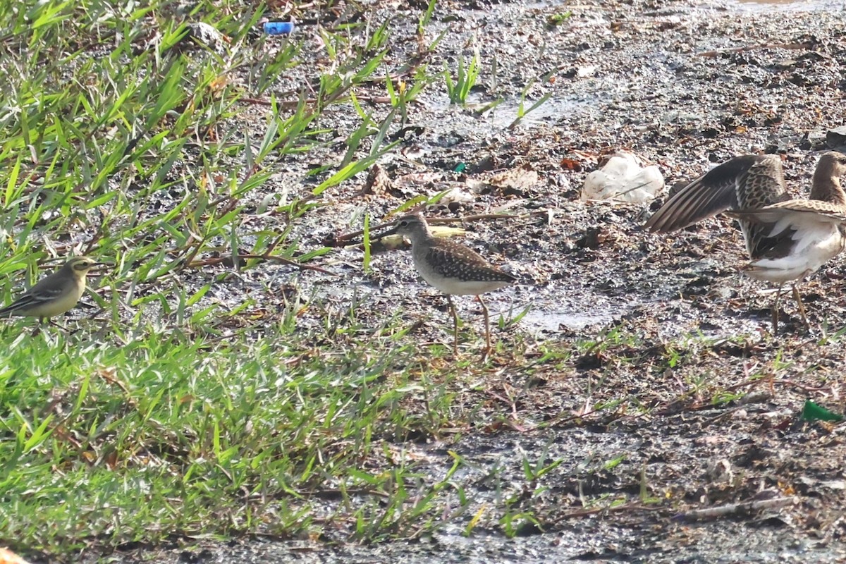 Wood Sandpiper - Jedediah Smith