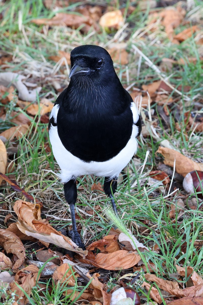 Eurasian Magpie - David Marquard