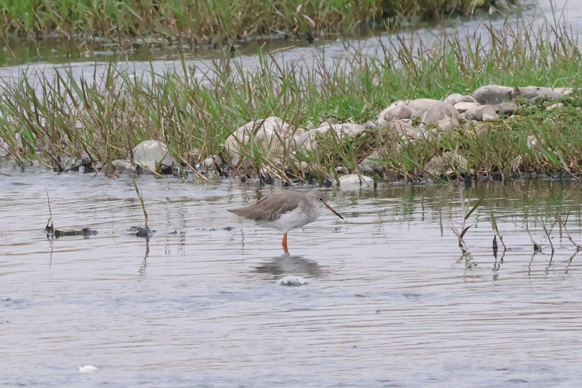 Common Redshank - ML623955446