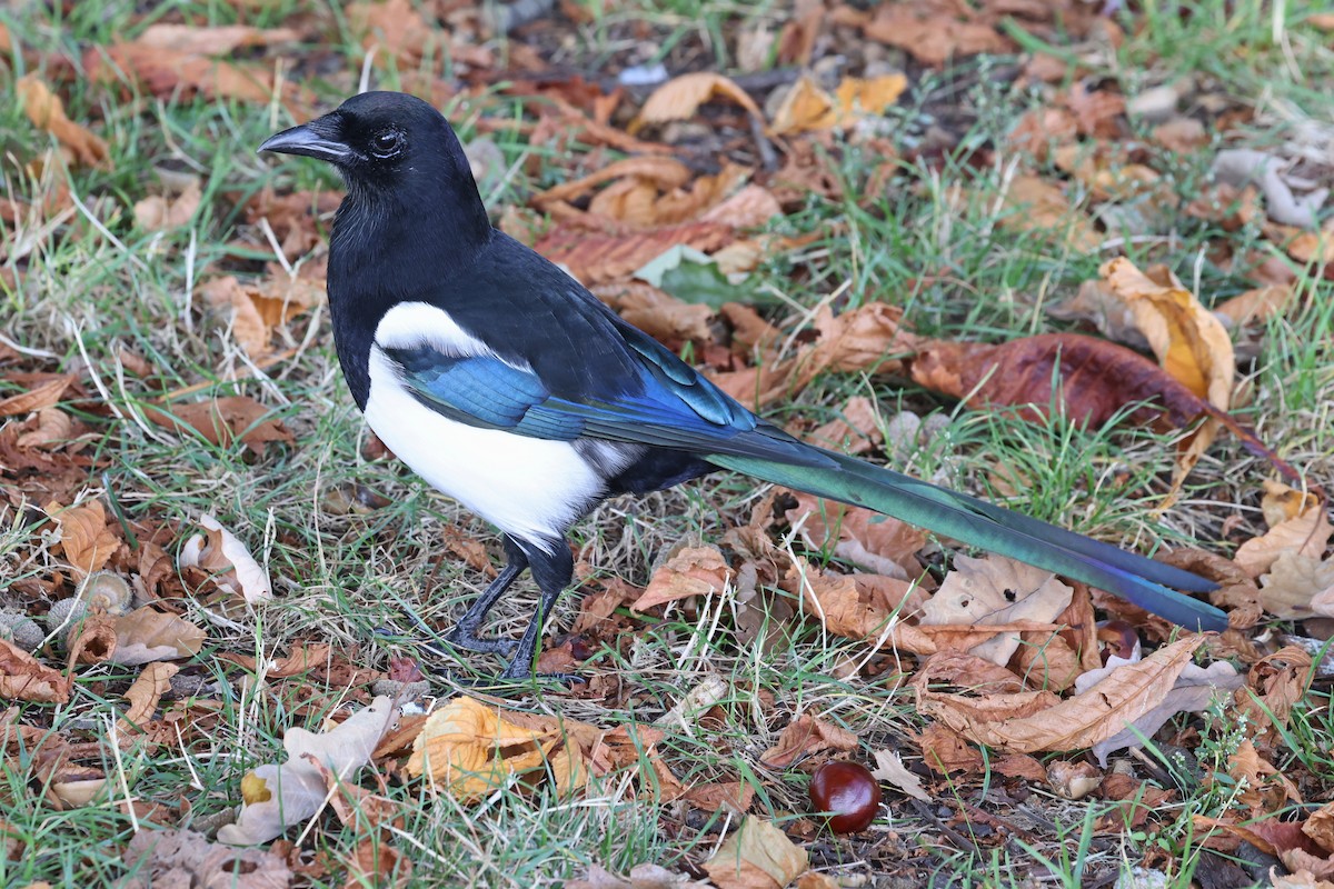 Eurasian Magpie - ML623955449