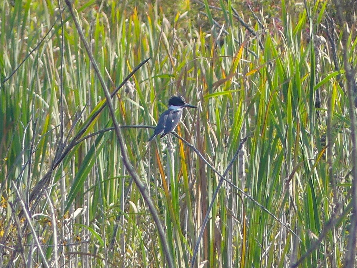 Belted Kingfisher - ML623955453