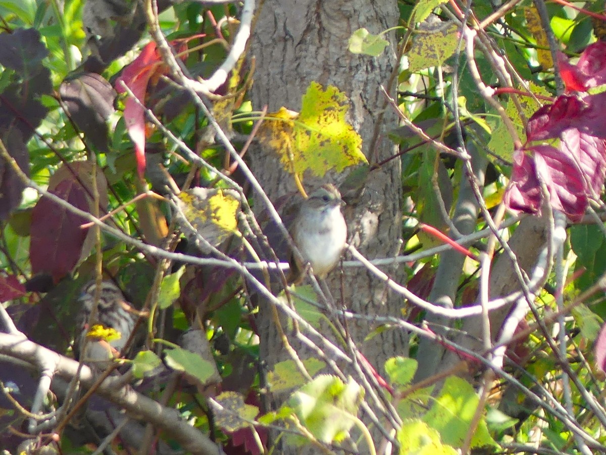 Chipping Sparrow - ML623955472