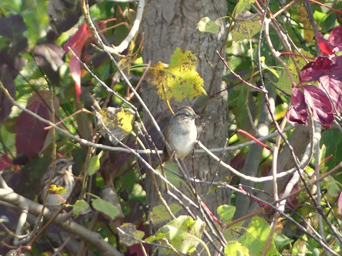 Chipping Sparrow - ML623955480