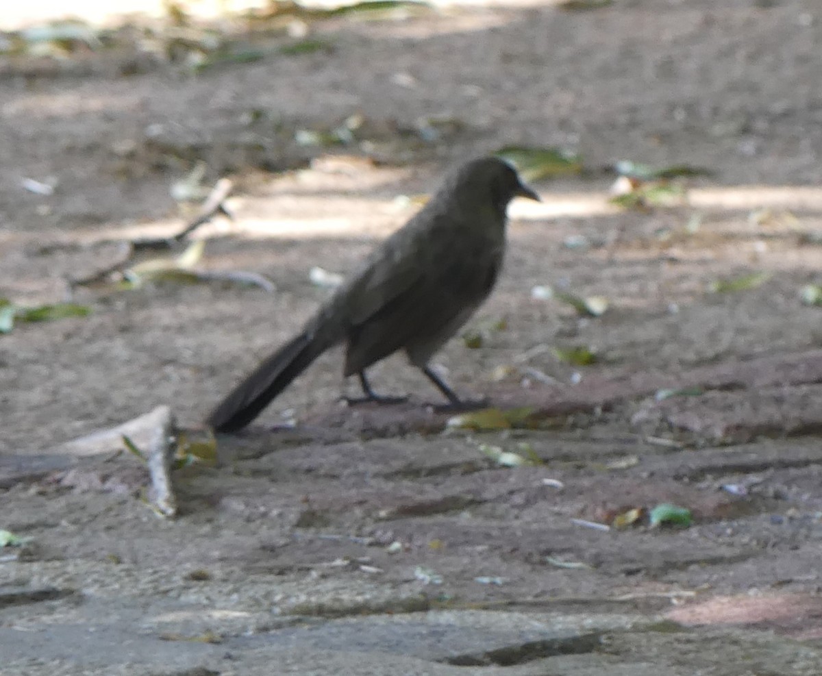 Arrow-marked Babbler - ML623955481