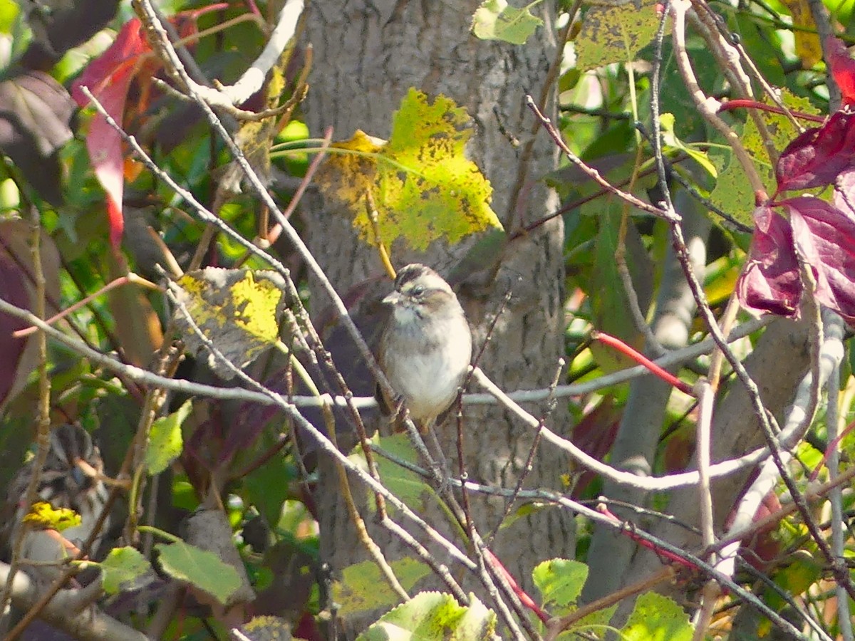 Chipping Sparrow - ML623955482