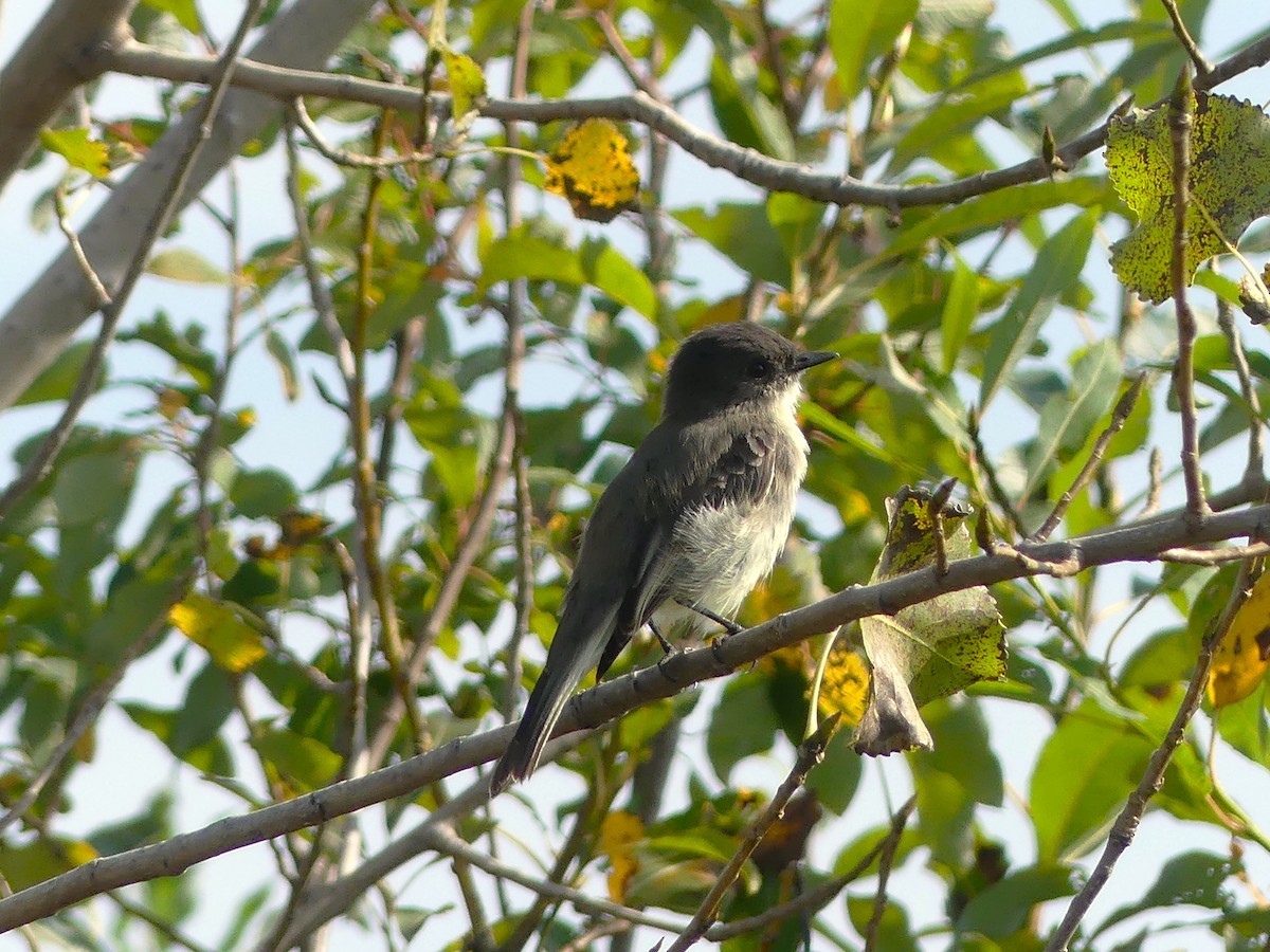 Eastern Phoebe - André Labelle