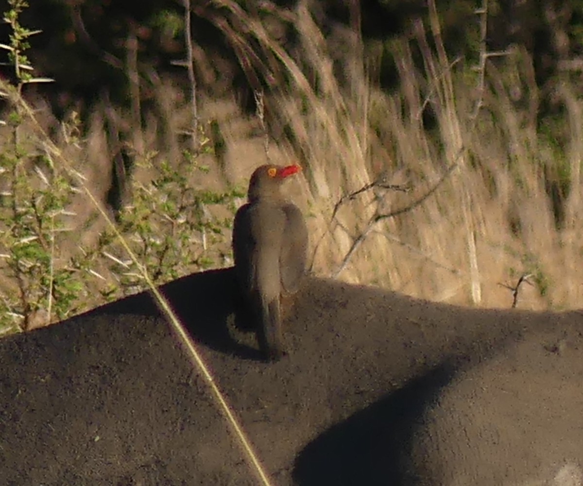 Red-billed Oxpecker - ML623955507